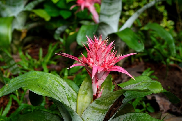 Hermosa Pink Aechmea Fasciata en el jardín