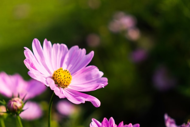 Hermosa Pink Aster mexicano en el jardín de la mañana