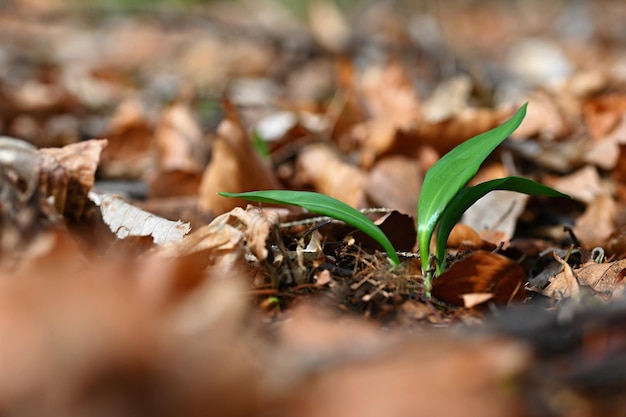 Hermosa planta de ajo silvestre verde saludable medicina natural hierba medicinal Allium ursinum