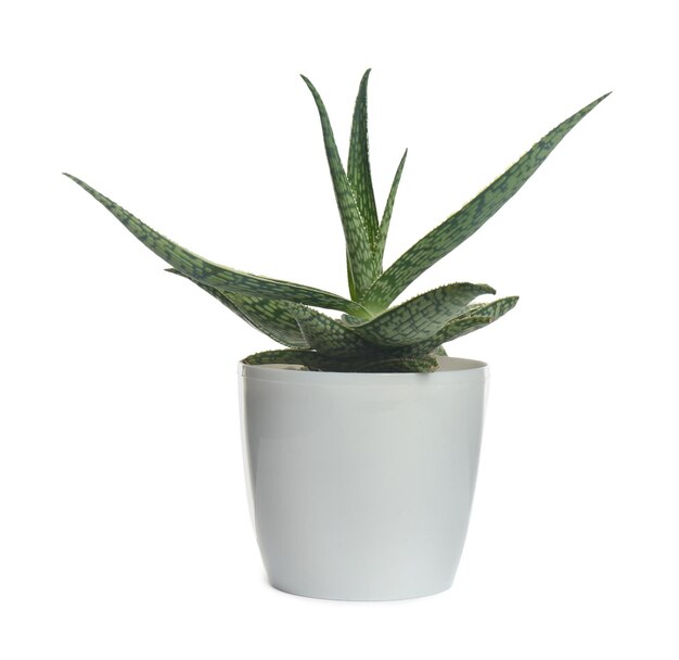 Hermosa planta de aloe en maceta aislado en blanco