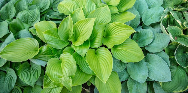 Hermosa planta anfitriona en el macizo de flores del jardín.