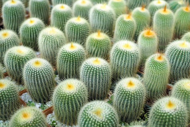 Hermosa planta de cactus verde en maceta