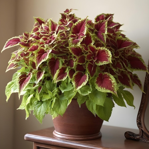 La hermosa planta de Coleus