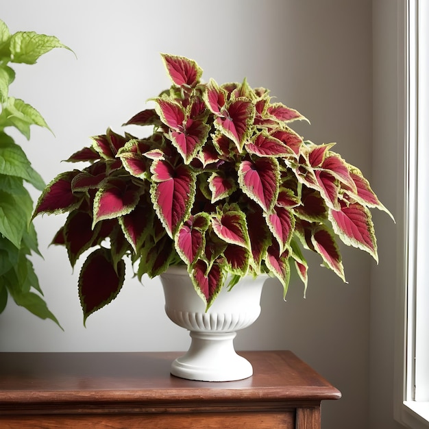 La hermosa planta de Coleus