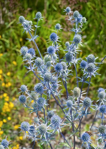 Hermosa planta europea de crecimiento silvestre de hojas planas de cabeza azul con espinas