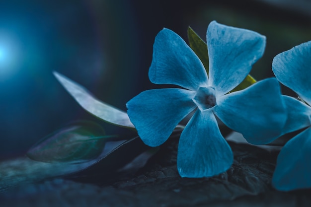 Hermosa planta de flor azul en primavera