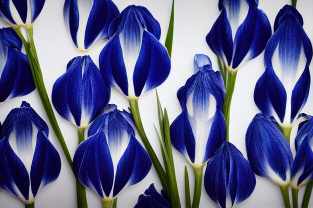 Foto hermosa planta flor de iris púrpura sobre fondo blanco