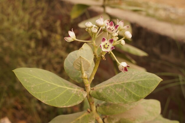 Una hermosa planta con flor.