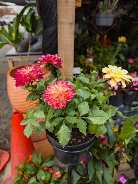 Foto una hermosa planta con flores en una olla