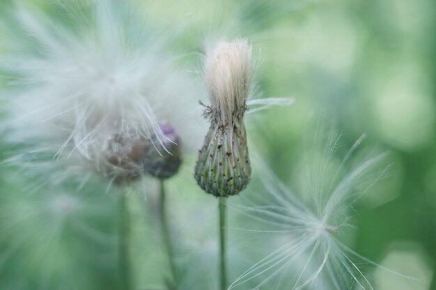 hermosa planta de fondo de la naturaleza de verano en crecimiento patrón de fondo natural textura del diseño