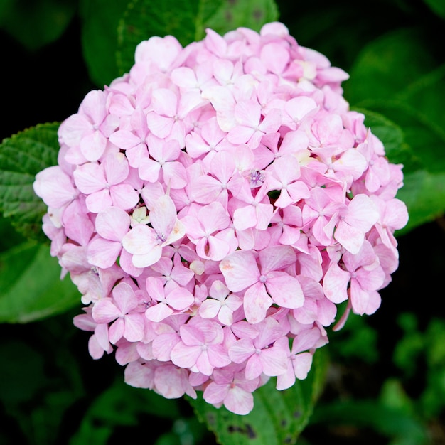 Hermosa planta de hortensia