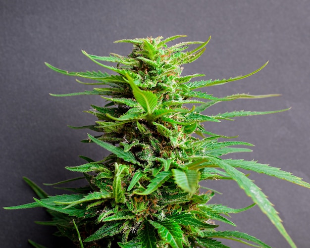 Hermosa planta de marihuana verde