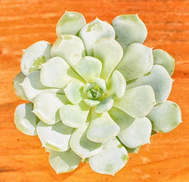 Hermosa planta pequeña, suculenta en una maceta pequeña