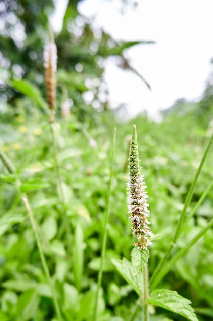 Hermosa planta silvestre bistorta vivipara hermoso crecimiento silvestre en la plantación