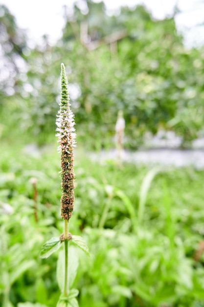 Hermosa planta silvestre bistorta vivipara hermoso crecimiento silvestre en la plantación