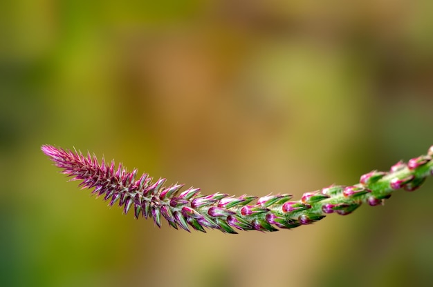 Hermosa planta silvestre contra un fondo liso