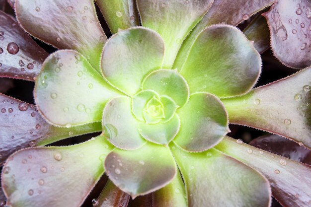 Hermosa planta suculenta en invernadero. Vista superior.