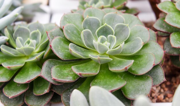 Hermosa planta suculenta en invernadero