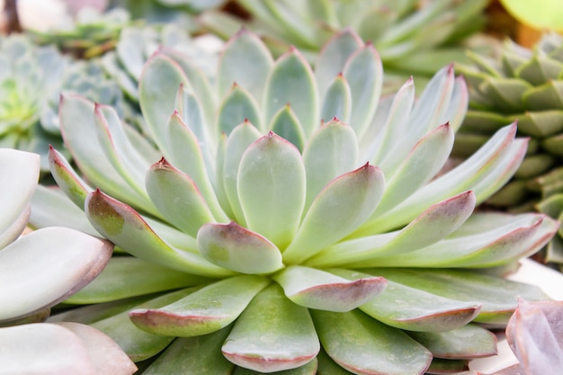 Hermosa planta suculenta en invernadero