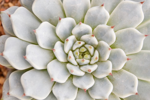 Hermosa planta suculenta en invernadero