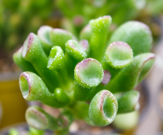 Hermosa planta suculenta en invernadero