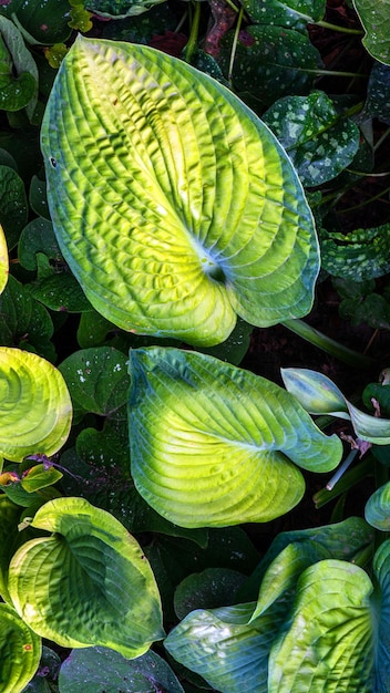 Hermosa planta suculenta verde y roja Planta resistente que crece al aire libre Planta tropical de clima cálido Verde lima teñido de rojo Jardín europeo con plantas exóticas