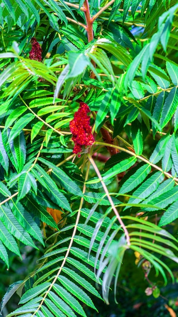 Hermosa planta suculenta verde y roja Planta resistente que crece al aire libre Planta tropical de clima cálido Verde lima teñido de rojo Jardín europeo con plantas exóticas