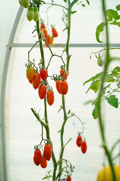 Hermosa planta de tomate en una rama en una casa verde en primer plano departamento de campo poco profundo copia espacio tomates orgánicos