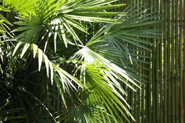 Hermosa planta tropical con hojas verdes cerca de la cerca de bambú al aire libre