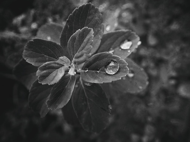 hermosa planta de verano con gotas de lluvia en las hojas monocromática