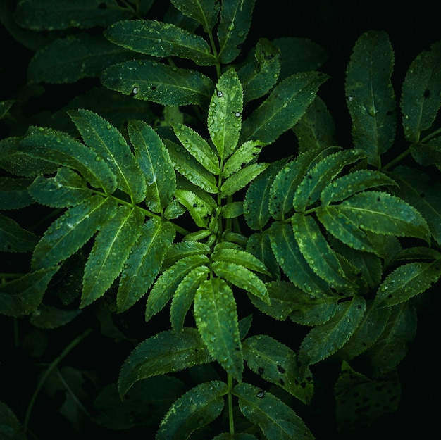 La hermosa planta verde abstracta deja en la naturaleza.