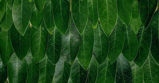 hermosa planta verde natural