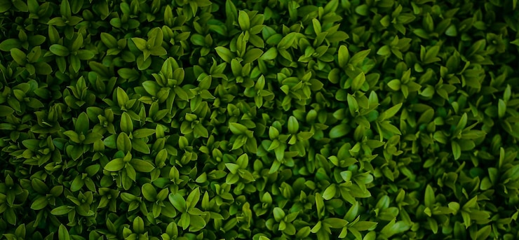 Foto hermosa planta verde natural