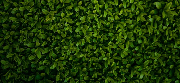Foto hermosa planta verde natural
