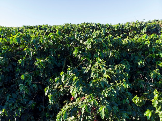 Hermosa plantación de café, grano en las ramas.