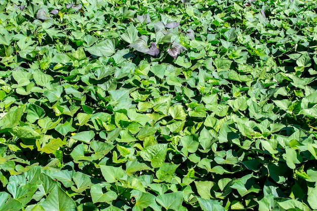 Hermosa plantación de camote de Brazilina