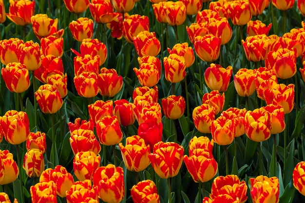 Hermosa plantación de campo de tulipanes - jardín de flores comercial