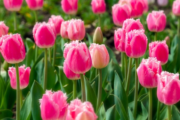 Hermosa plantación de campo de tulipanes rosa