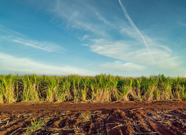 Hermosa plantación de caña de azúcar en Brasil