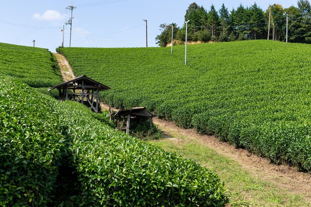 Hermosa plantación de té verde fresco