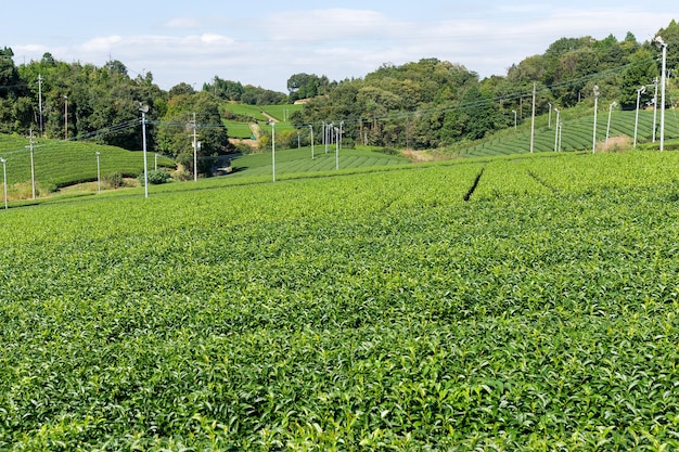 Hermosa plantación de té