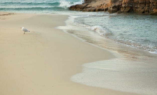Hermosa playa con agua muy limpia y azul en el mar mediterráneo en la isla de Ibiza