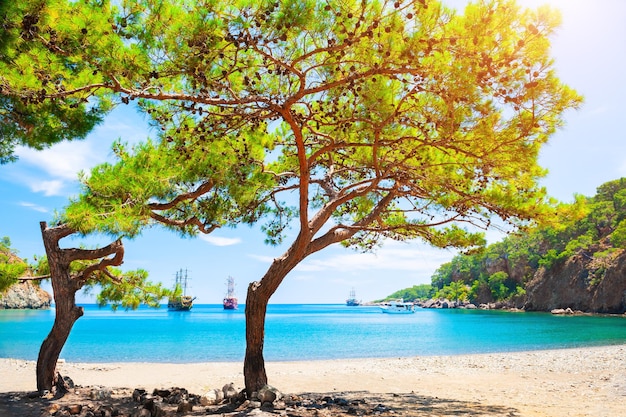 Hermosa playa de agua turquesa y pinos. "Bahía del paraíso" cerca de Kemer, Turquía