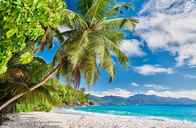 Hermosa playa de Anse Soleil con palmeras en Seychelles