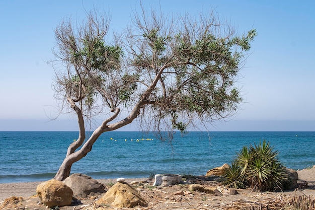 Hermosa playa con arena azul océano cielo azul sin nubes y un árbol sobre el agua