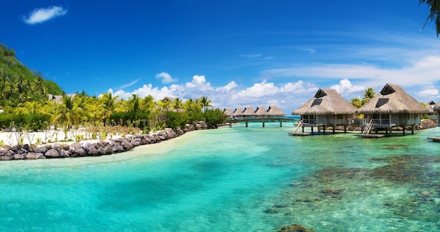 hermosa playa con arena blanca y cabeza de árbol