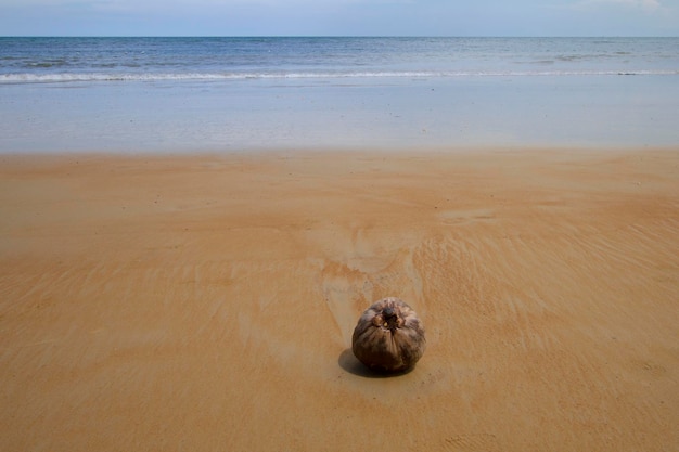 Hermosa playa de arena con un coco.