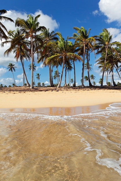 Hermosa playa caribeña con palmeras y cielo