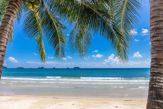 Una hermosa playa con cocoteros.