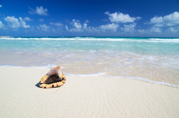 Hermosa playa y mar tropical